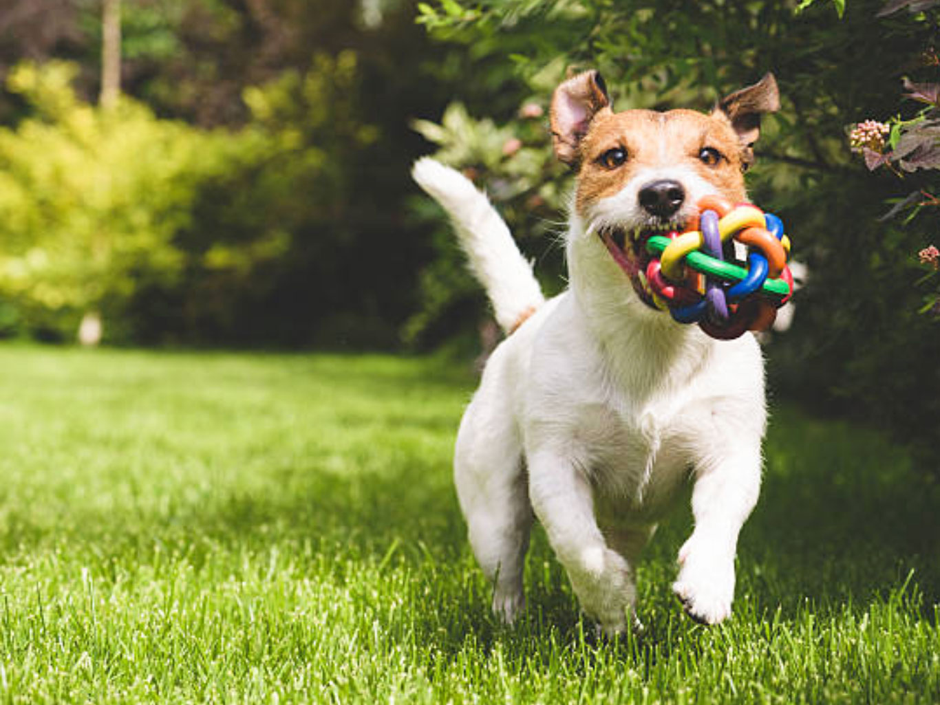 training-dog