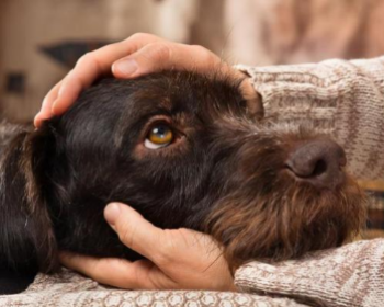 Key things your dog needs to remain healthy and happy?