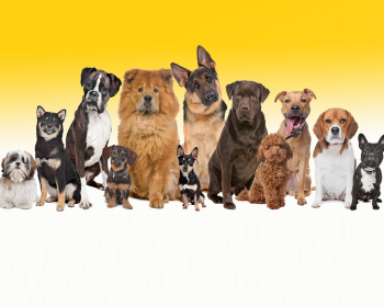 Do you know canines well enough?