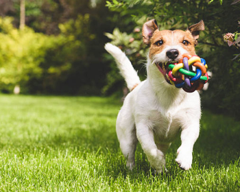 Importance of training your dog !