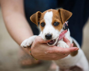 Is it important to train my dog?